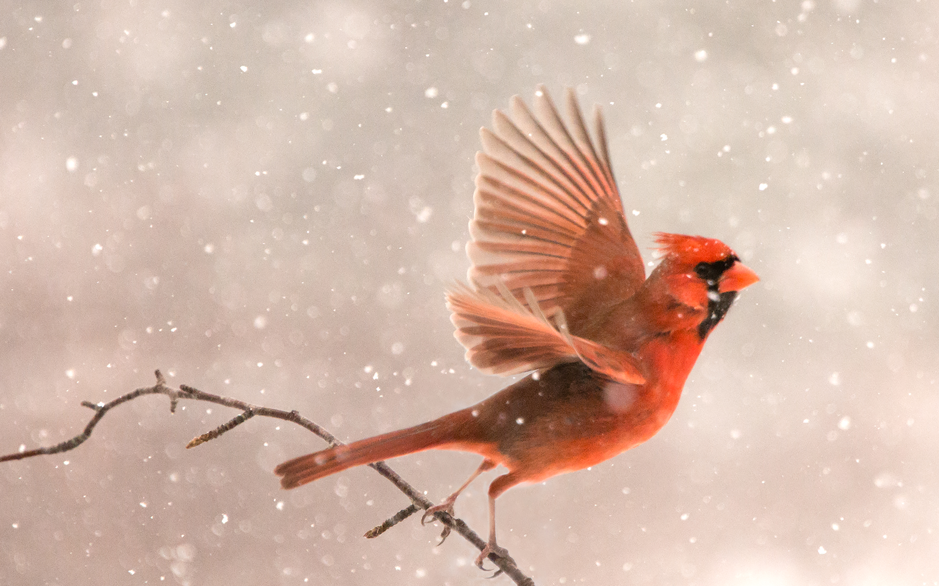 Flight - Red Bird Series by Photographer Sher Kamman