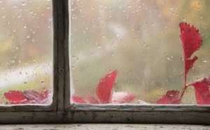 Window & Leaves